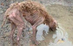 Người đàn ông nhặt được một chú chó hoang và gửi vào cửa hàng thú cưng để tắm, nhưng ông chủ đã nói một câu khiến dân tình tiếc hùi hụi