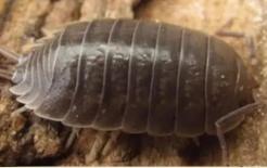 Nhiều người không thích những con bọ nhỏ thường gặp trong các vết nứt gạch ở vùng nông thôn này, thực tế nó có rất nhiều lợi ích