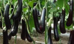 Muốn trồng cà tím tại nhà không khó, điều quan trọng nhất là phải chú ý nhiệt độ