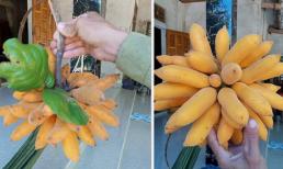 Thanh niên khoe 'nải chuối' chín vàng và mọc tua tủa như bị đột biến, dân mạng nhìn mãi thấy có gì sai sai