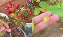 Cô gái khoe tự trồng rau củ quả hiếm ở Đà Lạt, thực tế khiến dân mạng cười bật ngửa