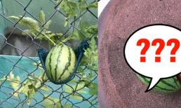 Mắc võng cho dưa hấu leo hàng rào, cô gái thu được kết quả cực bất ngờ