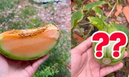 Ăn dưa lưới rồi quăng hạt ra vườn, cô gái nhận được cái kết không tin vào mắt mình