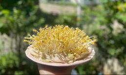 Mẹo làm giá đỗ tại nhà vào mùa dịch chỉ cần một cái rổ và khăn ướt