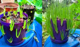 Vào mùa dịch, 'mẹ đảm' chia sẻ mẹo trồng hành lá siêu dễ tại nhà