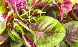 Hôm nay tôi mới biết 5 loại rau này không sử dụng thuốc trừ sâu, nếu biết sớm thì đã có lợi rồi, giờ biết cũng chưa muộn