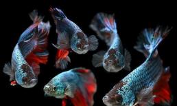 Tổng hợp những lỗi thường gặp nhất của người mới mua và nuôi cá cảnh