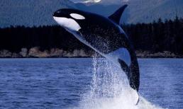 Con vật nào đã tiến hóa thành cá voi? Bạn sẽ 'choáng váng sau khi đọc'?