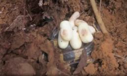 'Nín thở' xem cảnh 2 người đàn ông đào ụ đất lạ, phát hiện sinh vật đáng sợ bên trong