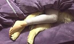 Người đàn ông đi công tác và nhờ bạn gái chăm sóc chó cưng, sau khi trở về, mở cửa ra, anh ta tức giận đến mức không muốn ăn cơm