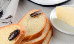 Nếu có gián ở nhà, đừng lo lắng, hướng dẫn bạn 3 mẹo đuổi gián an toàn mà không cần thuốc độc hại