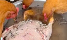 Bí quyết nhặt lông măng vịt không cần tốn sức thu hút tới 10 triệu view trên TikTok