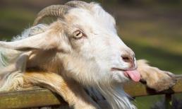 Bước sang tháng 8: 3 con giáp xui xẻo bủa vây, nên cẩn thận kẻo tai họa ập xuống khiến sự nghiệp tiêu tan, tài lộc tiêu tán