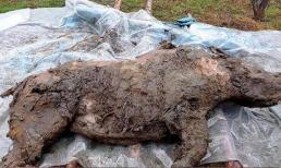 Siberia bàng hoàng khi tìm thấy một cơ thể sinh vật cách đây 50.000 năm! Chuyên gia: Không phải điềm lành