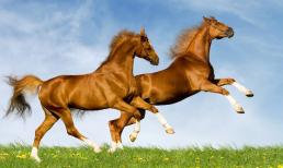 Tuần đầu tháng 8 dương lịch: 3 con giáp được Thần Tài gọi tên, liên tục rước lộc vào nhà, cuộc sống thăng hoa ngoạn mục