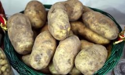 Ngày xưa củ khoai chỉ to bằng quả trứng, tại sao ngày nay củ khoai ngày càng to? 3 lý do có liên quan