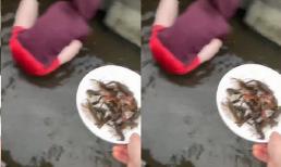 Cô gái Việt sống ở Nhật khoe cảnh sáng đi làm, chiều về đi bắt tôm ngoài ruộng khiến ai cũng thích