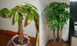 Kim ngân được coi là cây hút tài lộc, nhưng nhớ đừng đặt những vị trí này trong nhà, kẻo lá vừa úa vàng vừa “không tài lộc”! Phát hiện sớm để khỏi hối hận