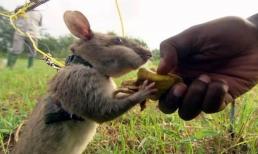 Những con chuột có thực sự khó chịu? Loại chuột vĩ đại nhất thế giới, liều mạng bảo vệ loài người nhưng ít người biết