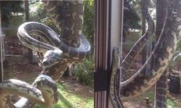 Người phụ nữ cảm thấy có bất thường ngoài cửa sổ kính trong suốt, và cảnh sau khi mở rèm cửa khiến cô sợ hãi run người