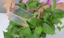 Cho dù bầu đất cứng đến đâu, hãy đổ một bát 'dung dịch' này vào chậu cây, đất sẽ tơi xốp và màu mỡ, không cần phải thay đất hoặc chậu