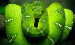 3 con giáp nhận được lộc lớn, vận may, tiền tài thăng tiến thần tốc trong 10 ngày cuối tháng 8