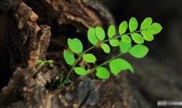 Có những dấu hiệu này ở nhà là điều may mắn, niềm vui từ trên trời rơi xuống, quý nhân sẽ đến 