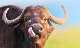 Đầu tháng 9: 3 con giáp bị vận đen đeo bám, xui xẻo trăm đường, tiền tài - công danh có thể tan biến trong phút chốc