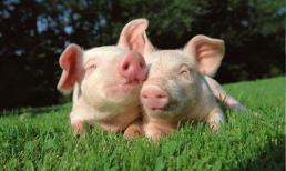 Ngựa, lợn, rắn, chuột, nếu sinh vào những năm này thì chắc chắn bạn sẽ là người “mệnh vàng son”, giàu sang phú quý