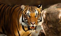 Thời tới cản không nổi, 3 con giáp khó lòng thoát khỏi may mắn, giàu sang trong tháng 8 âm lịch