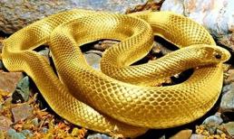 Tuần đầu tiên của tháng 9, 3 con giáp may mắn hơn người, sự nghiệp phất lên như diều gặp gió