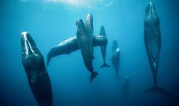 Cá voi chỉ ngủ 7 phút mỗi ngày, và tại sao hầu hết các loài cá không bao giờ ngủ trong đời?