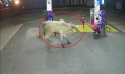 Rượt đuổi 2 cô gái đi xe máy, bò điên húc đổ cột bơm xăng