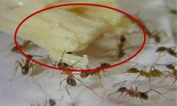 Nếu nhà bạn có kiến, hướng dẫn bạn 5 cách đuổi kiến ​​đi, vừa an toàn vừa hiệu quả