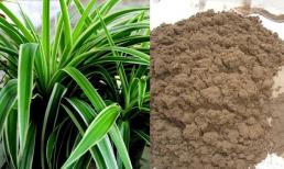 Rắc một nắm này vào chậu hoa cây cảnh, không lo bị sâu bọ, không bị thối rễ, lá có màu xanh bóng, hoa nở đầy chậu