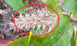 Đừng đặt '7 món đồ cấm kị' này ở nhà! Nhà nghiên cứu số học tiết lộ: Thần giàu có sợ hãi và thả vận sui vào nhà!