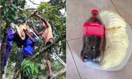 4 người đàn ông vất vả thu hoạch trái sầu riêng nặng tới 23kg, ăn cả tuần không hết