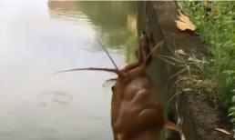 Câu được cá trê vàng có khuôn mặt kinh dị, cần thủ sang chấn tâm lý vội thả đi