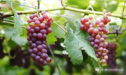 Hóa ra việc phân biệt nho có 'hóc môn' đơn giản đến vậy! Đừng để bị lừa khi mua nho những lần sau