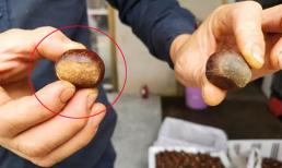 Khi mua hạt dẻ nên chọn hạt 'tròn' hay 'dẹt'? Mách bạn cách bảo quản hạt dẻ, để cả năm vẫn tươi và không bị hôi