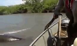 Người đàn ông liều lĩnh dùng tay không bắt trăn khổng lồ trên sông Amazon