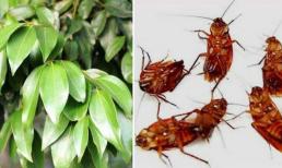 Chỉ cần đặt một chiếc lá ở nhà, tất cả gián sẽ biến mất trong một đêm, tiết kiệm tiền và bảo vệ môi trường, tôi hối tiếc vì không biết sớm hơn