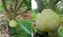 Cô gái khoe quả bưởi 'hoá thạch' mọc trên cây từ vụ trước sang vụ mới vẫn chưa rụng