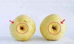 Để mua lê mùa thu, bạn cần chọn đúng 'lê cái' ăn mới thơm ngọt và mọng nước