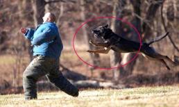 Đừng hoảng sợ khi gặp phải chó đuổi, chuyên gia huấn luyện chó sẽ đưa ra biện pháp đối phó, chỉ cần một chiêu là 'rút lui an toàn'