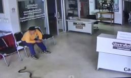 Thót tim khoảnh khắc rắn 'khủng' nhảy chồm lên tấn công người đàn ông