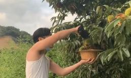 Thanh niên Việt ở Nhật khoe lấy một loại quả đầy gai về ăn với cơm, tưởng lạ hóa ra rất quen