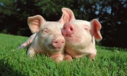 Tuổi Thìn, tuổi Dậu, tuổi Hợi sinh vào giờ này, đảm bảo không bao giờ thiếu tiền, phúc lộc hưởng cả đời không hết