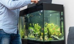 4 điểm cần chú ý khi đặt bể cá tại nhà để sinh phú quý và mang lại may mắn