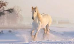 Cuối tuần này, Top 3 con giáp tài vận hanh thông, may mắn liên tiếp, công danh vượng phát, gánh lộc về nhà